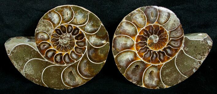 Cut & Polished Desmoceras Ammonite - #5397